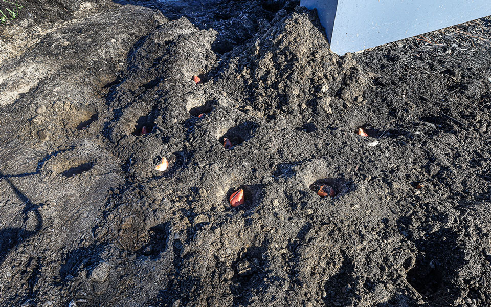 HOSMTulipPlanting_October2024_SmFiles_Blog14-(1).jpg HOSMTulipPlanting_October2024_SmFiles_Blog14-(1).jpg