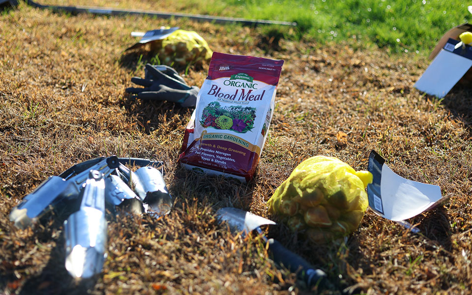 HOSMTulipPlanting_October2024_SmFiles_Blog15-(1).jpg HOSMTulipPlanting_October2024_SmFiles_Blog15-(1).jpg