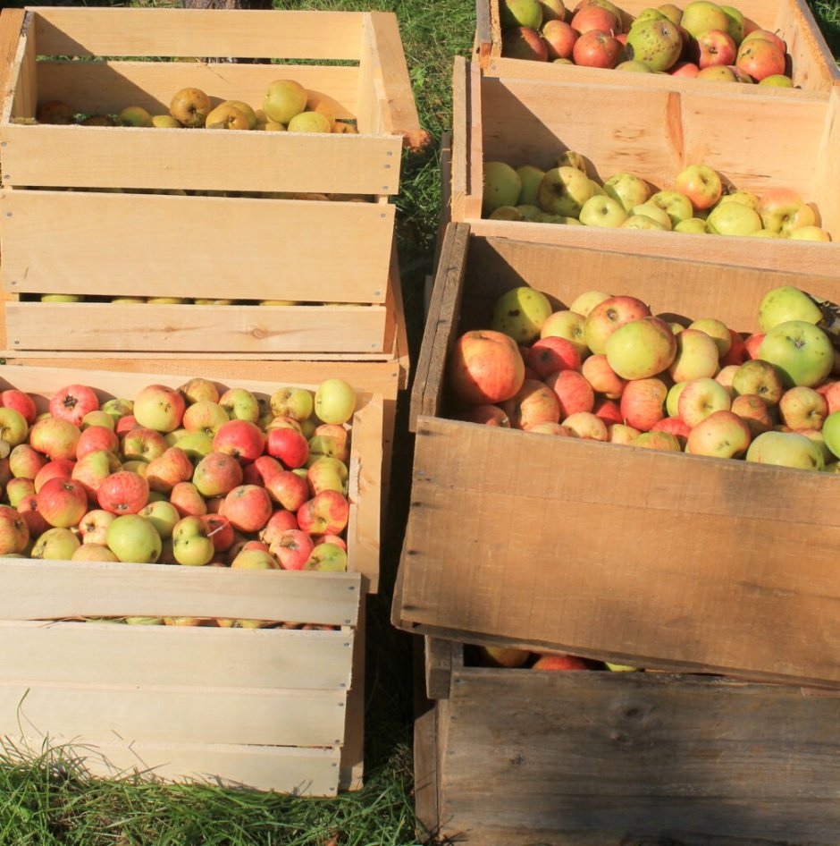 Apple Preservation Saco and Biddeford Savings